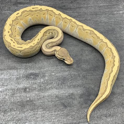 Toradh íomhá ar Python Crush