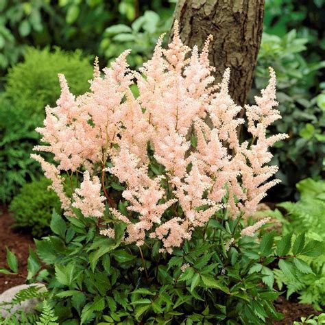 Image result for Astilbe Bulb