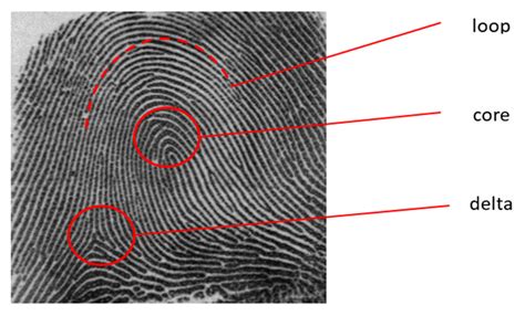 Toradh íomhá ar Fingerprint Core Examples
