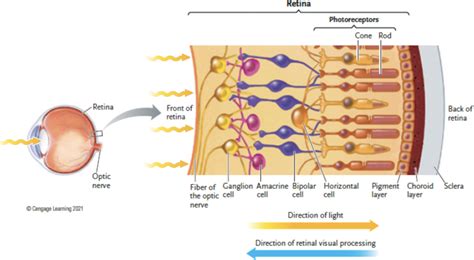 Image result for Visual Processing
