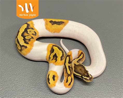 Toradh íomhá ar Piebald Ball Python Line Drawing