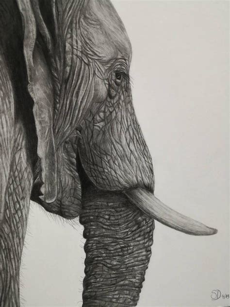 Elephant Pencil Drawing Front and Back に対する画像結果
