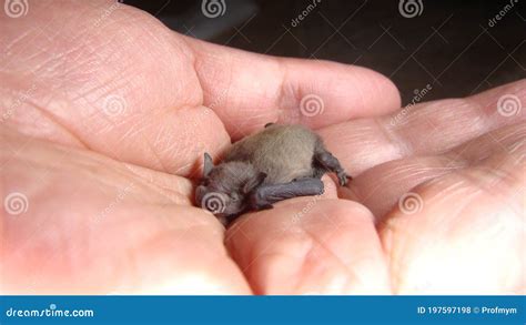 Image result for How Bat Give Birth