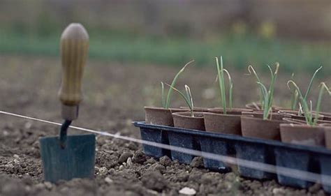 Image result for How to Layer Spring Bulbs in Containers