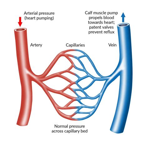 Image result for Vein Cross Section Blank Diagram Inside
