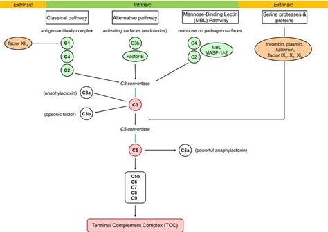 Image result for Complement System Terminal Pathway