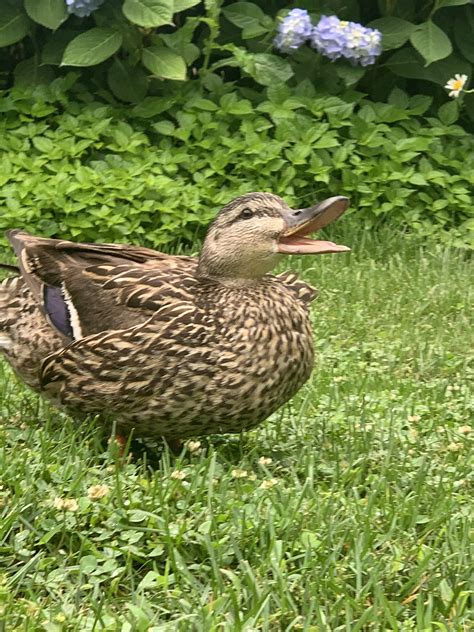 Image result for Java Duck Type