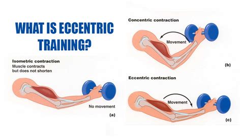 Eccentric Muscle Exercise に対する画像結果