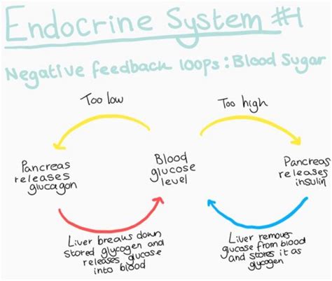 Résultat d’images pour Example of Positive Feedback Endocrine System