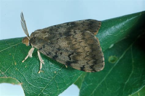 Gypsy Moth in Canada に対する画像結果