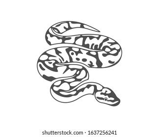 Ball Python Vectorized માટે ઇમેજ પરિણામ