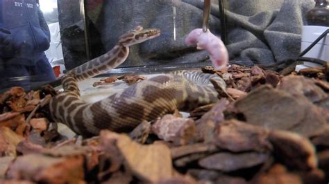 Image result for Baby Stimson Python