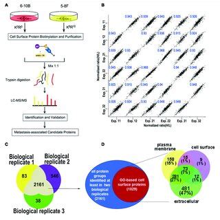 Image result for Cell Surface Biotin Labeling