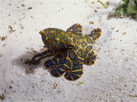 BXP47970 | Blue-Ringed Octopus, Mabul Island, Malaysia | Angell ...