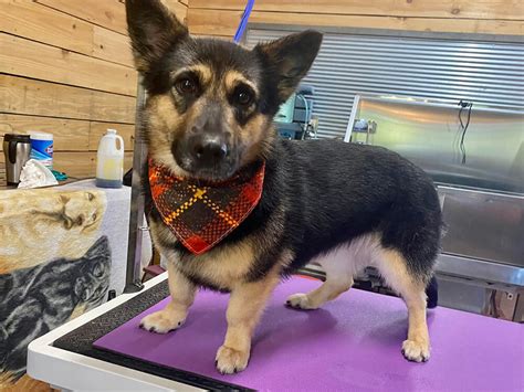 Toradh íomhá ar German Shepherd Corgi