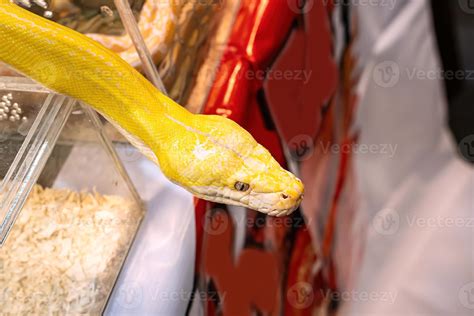 Image result for Pet White Python