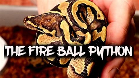 Toradh íomhá ar Ball Python Fire