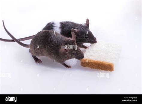 Image result for Feeding Lab Mouse