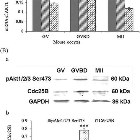 Image result for Gvakk Path Lab