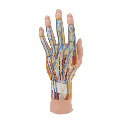 Afbeeldingsresultaten voor Hand Muscle Model