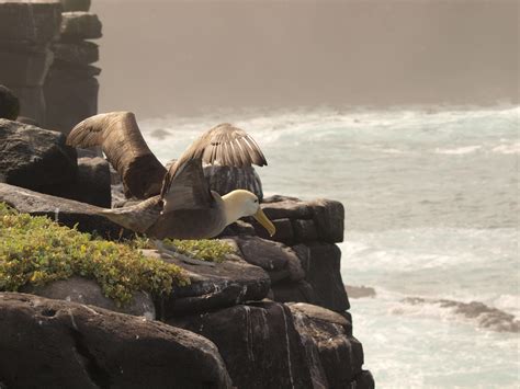 Toradh íomhá ar Waved Albatross