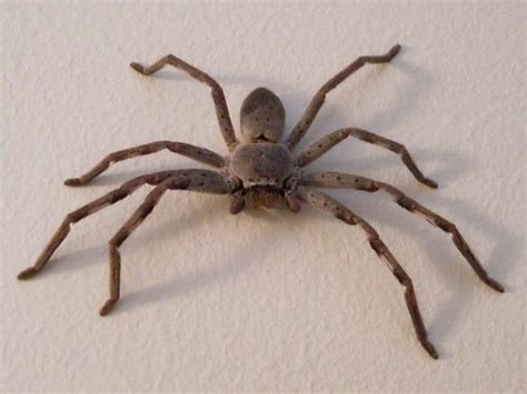Image result for Huntsman Spider Arizona