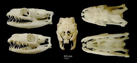 Toradh íomhá ar Ball Python Skull