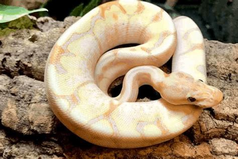 Afbeeldingsresultaten voor White Python Brown Spots