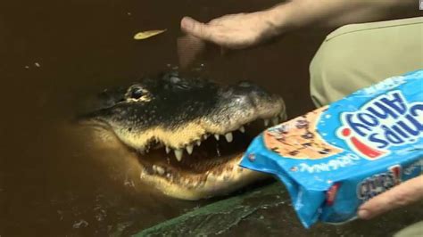 Image result for Guy Eating Pizza in Swamp with Alligator