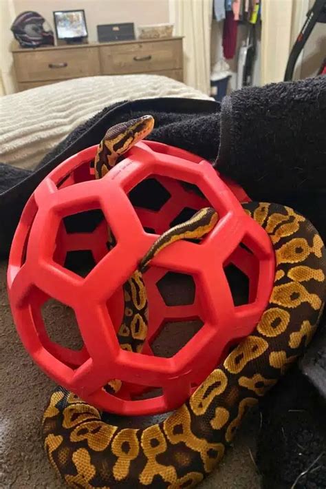 Image result for Python Snake Toy