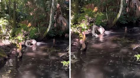 Image result for Guy Eating Pizza in Swamp with Alligator