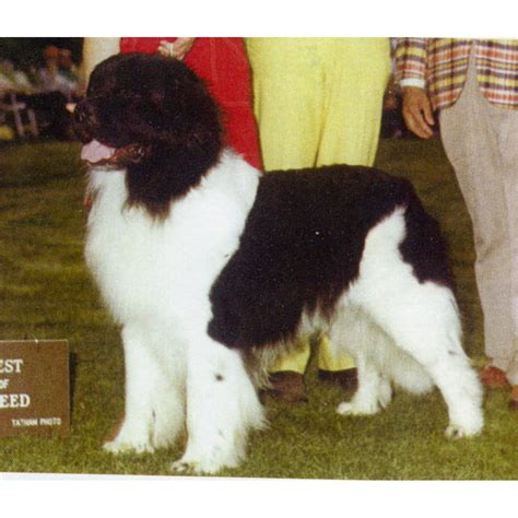 Image result for Commodore 64 Joystick