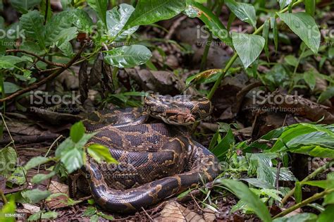 Indian Rock Python With Habitat Stock Photo - Download Image Now ...