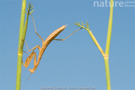 Bildergebnis für Mantis Praying Form