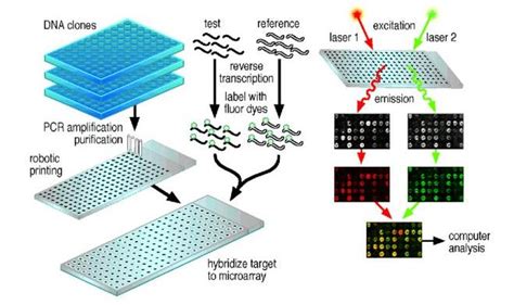 Image result for Microarray Technique Principle