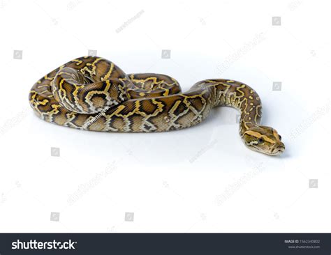 Toradh íomhá ar Pink Burmese Python