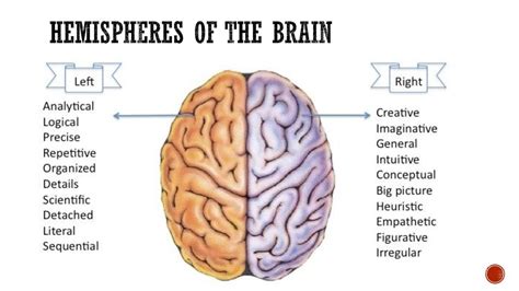 Image result for brain hemisphere differences