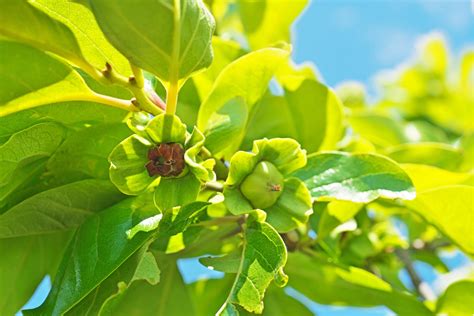 Image result for Persimmon Tree Sapling