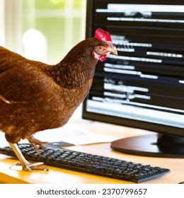 Image result for Hen Using a Computer