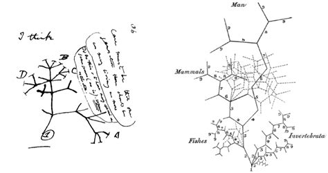Afbeeldingsresultaten voor Evolution Build Types Development