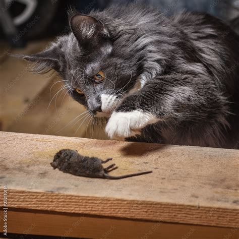 Image result for Cat Playing with Mouse