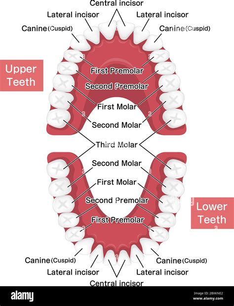 Image result for Permanent Tooth