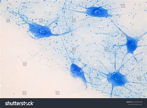 Image result for Neuron Cell Light Microscope