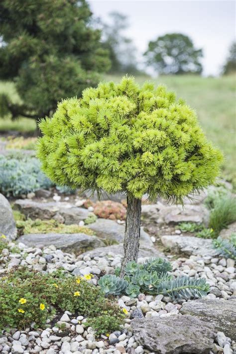 Bildergebnis für Naaldboom Types