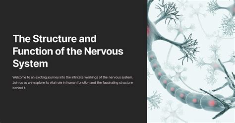 Image result for Nervous System Structure and Function