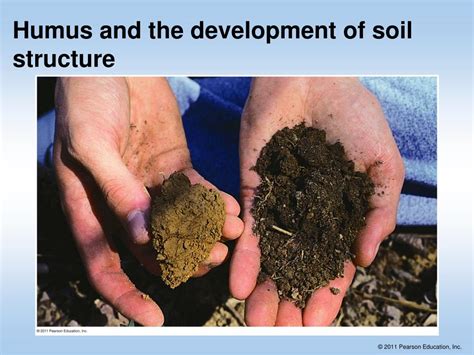 Afbeeldingsresultaten voor Humus Soil Diagram
