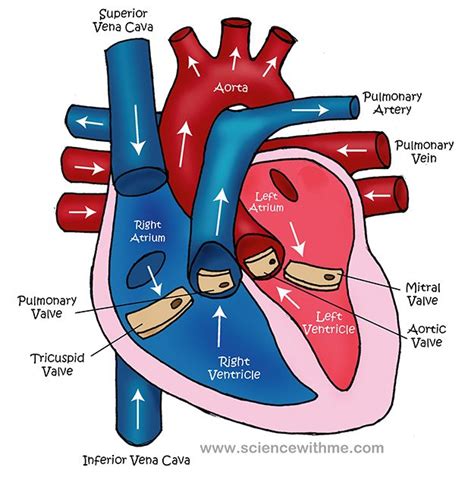 Image result for Heart Circulation Process