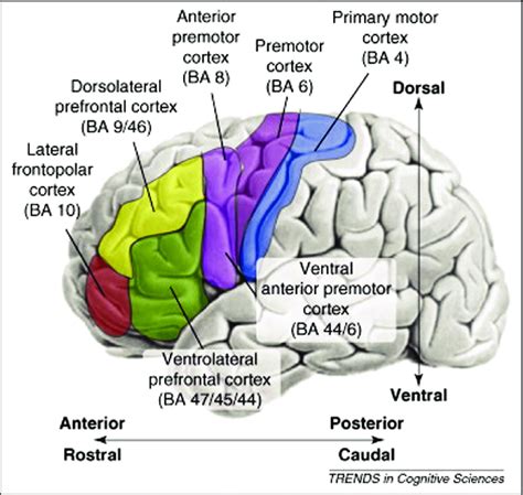 Image result for Prefrontal Cortex Temporal Lobe
