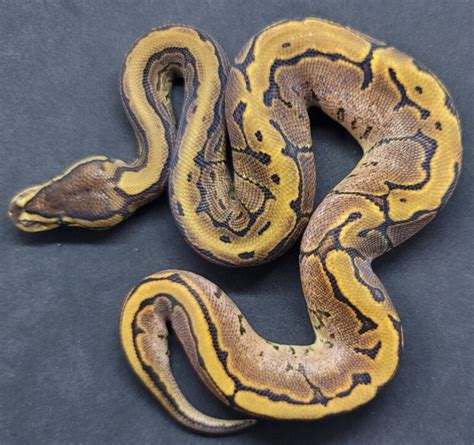 Image result for Ball Python Ramping