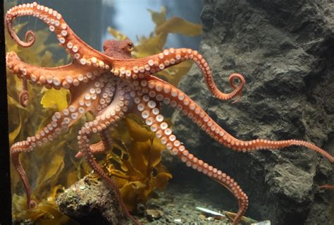 Image result for octopus